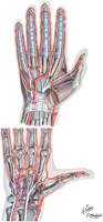 Arteries of Hand: Palmar Views