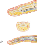 Finger: Longitudinal and Cross Sections