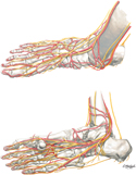 Foot: Nerves and Arteries