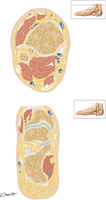 Leg and Ankle: Cross Sections