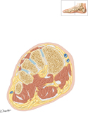 Foot: Cross Section