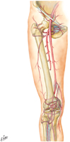 Arteries of Hip, Thigh, and Knee