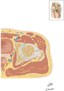 Hip: Cross Section