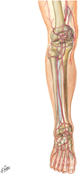 Arteries of Knee, Leg, and Foot