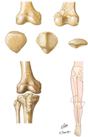 Bones of Knee