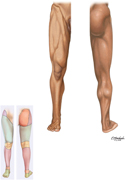 Lower Limb: Surface Anatomy