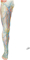 Superficial Veins of Lower Limb: Anterior View