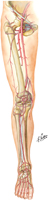 Arteries of Lower Limb