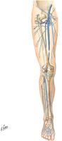 Veins of Lower Limb
