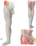 Lymphatic Vessels and Lymph Nodes of Lower Limb