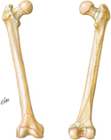 Femur