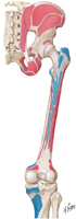 Hip and Thigh: Muscle Attachments, Posterior Surfaces