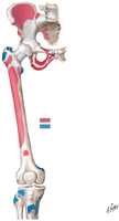 Hip and Thigh: Muscle Attachments, Anterior Surfaces