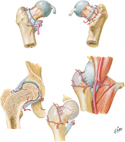Head and Neck of Femur: Arterial Supply
