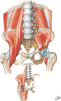 Psoas and Iliacus Muscle