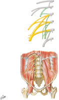 Lumbar Plexus