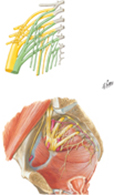 Sacral and Coccygeal Plexuses