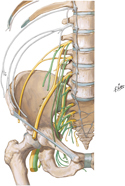 Lumbosacral Plexus