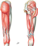 Muscles of Hip and Thigh: Posterior Views
