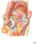 Nerves of Buttock