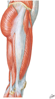 Muscles of Hip and Thigh: Lateral View
