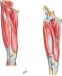 Muscles of Thigh: Anterior Compartment