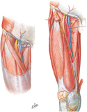 Arteries and Nerves of Thigh: Anterior Views of Superficial Dissections