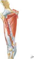 Muscles of Thigh: Medial Compartment