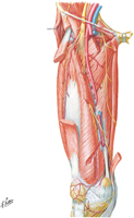 Arteries of Thigh: Anterior View of Deeper Dissection