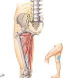 Obturator Nerve