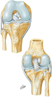 Knee: Cruciate and Collateral Ligaments