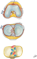 Knee: Articular Surfaces of Femur and Tibia
