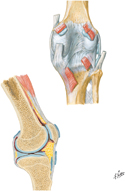 Knee: Posterior View and Sagittal Section