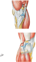 Knee: Medial and Lateral Views