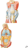 Knee: Anterior Views