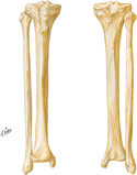 Tibia and Fibula: Anterior and Posterior Views