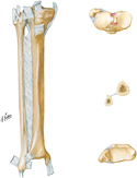 Ligaments of Leg and Interosseous Membrane