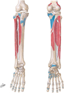 Tibia and Fibula: Muscle Attachment Sites