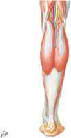 Muscles of Leg: Superficial Part of Posterior Compartment