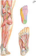 Tibial Nerve