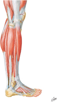 Muscles of Leg: Lateral Compartment