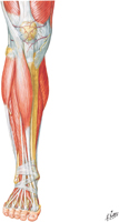 Muscles of Leg: Anterior Compartment