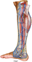 Veins of Leg