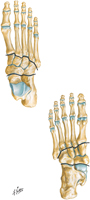 Bones of Foot: Superior and Inferior Views