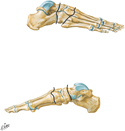 Bones of Foot: Medial and Lateral Views