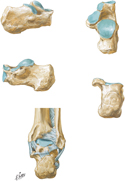 Calcaneus