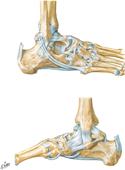 Ligaments of Ankle and Foot