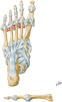 Ligaments of Foot: Plantar View