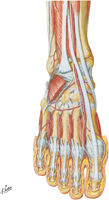Muscles of Dorsum of Foot: Deep Dissection