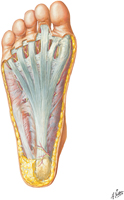 Sole of Foot: Superficial Dissection